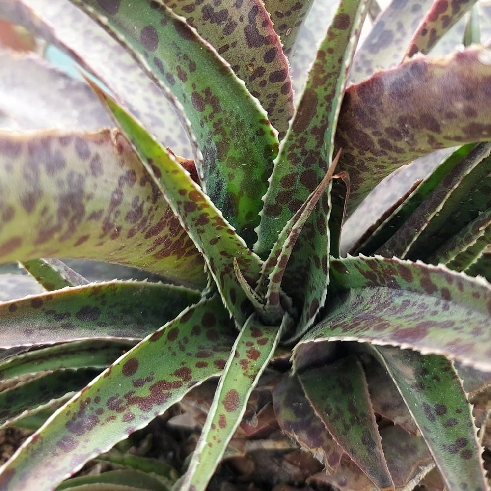 Cherry Chocolate Chip Mangave 3 Cherry Chocolate Chip Mangave