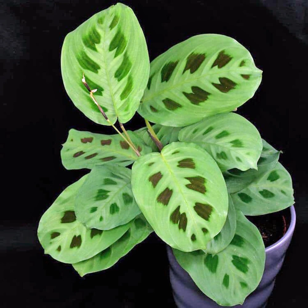 Maranta Green Prayer 3 Maranta Green Prayer