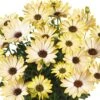 Margarita® Lemon Osteospermum Plant -Annual Plants Popular Shop margarita lemon osteospermum 410 detail