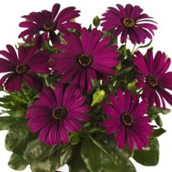Margarita® Purple Osteospermum Plant
