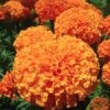 Inca II Orange Marigold 2 Inca II Orange Marigold -Annual Plants Popular Shop marigold plant inca ii orange 966 detail