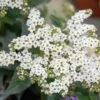 White Marino Heliotrope Plant -Annual Plants Popular Shop marino white heliotrope plant 1873 detail