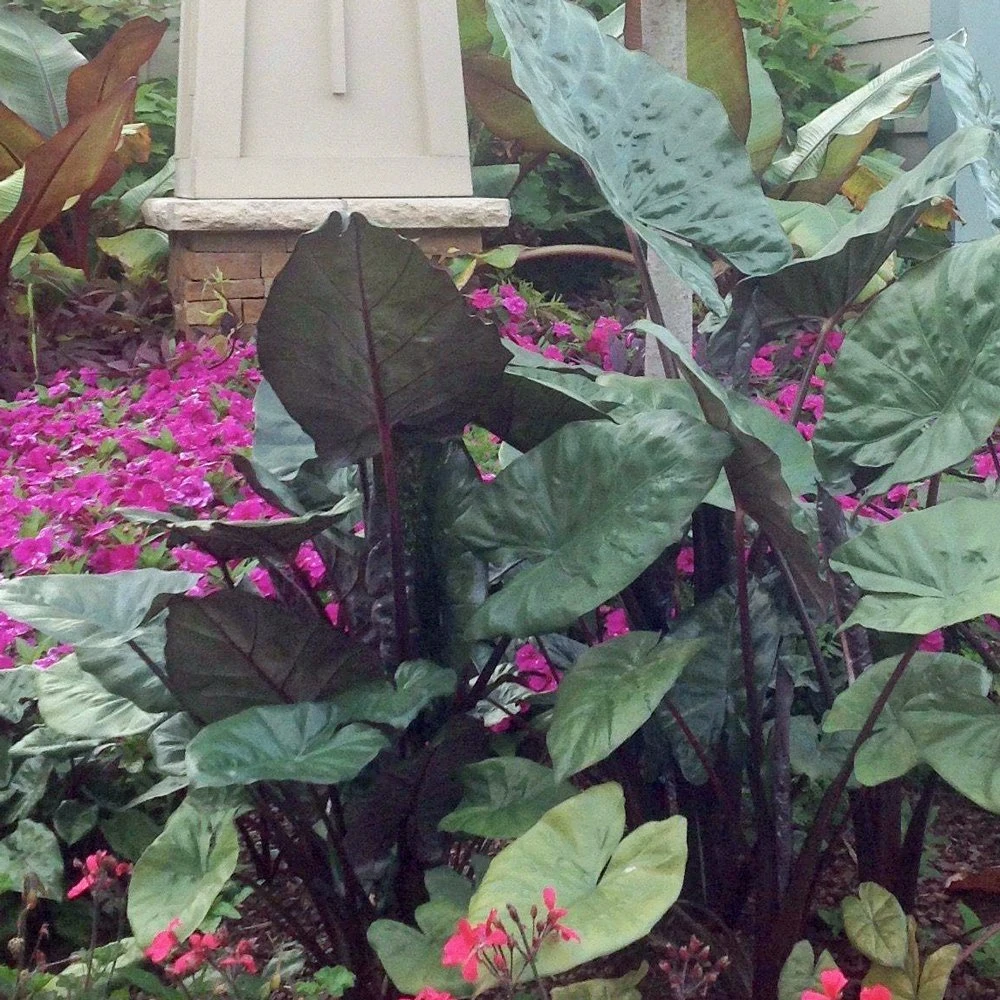 Masquerade™ Yucatan Princess Alocasia Plant - Elephant Ear 3 Masquerade™ Yucatan Princess Alocasia Plant - Elephant Ear