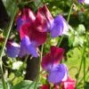 Matucana Sweet Pea Flowers 1 Matucana Sweet Pea Flowers -Annual Plants Popular Shop matucana sweet pea flowers 1894 detail