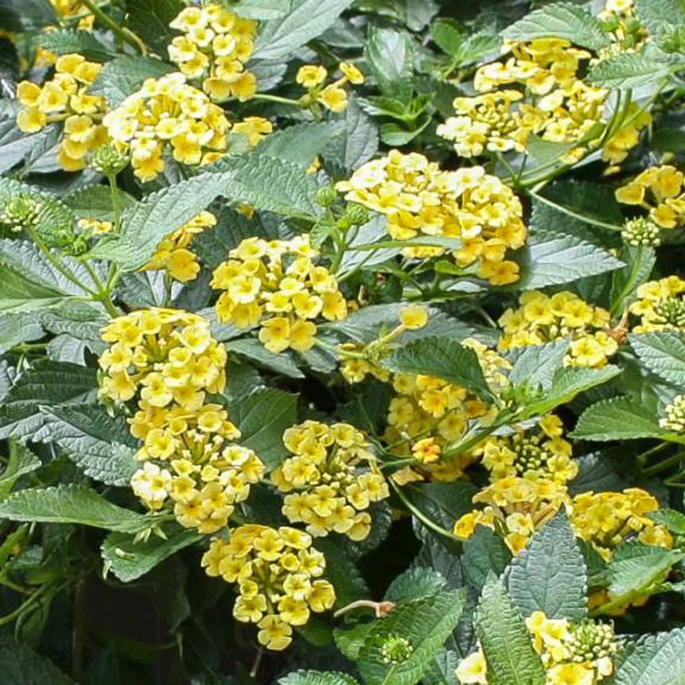 Megan's Gold Lantana Plant 3 Megan's Gold Lantana Plant
