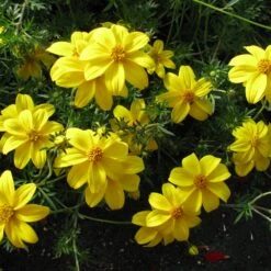 Mexican Gold Bidens Plant