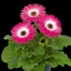 Floriline® Midi Eyecatcher Purple Gerbera