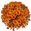 Belgian Mum® Mika Orange Plant -Annual Plants Popular Shop mika orange belgian mum plant 2127 detail