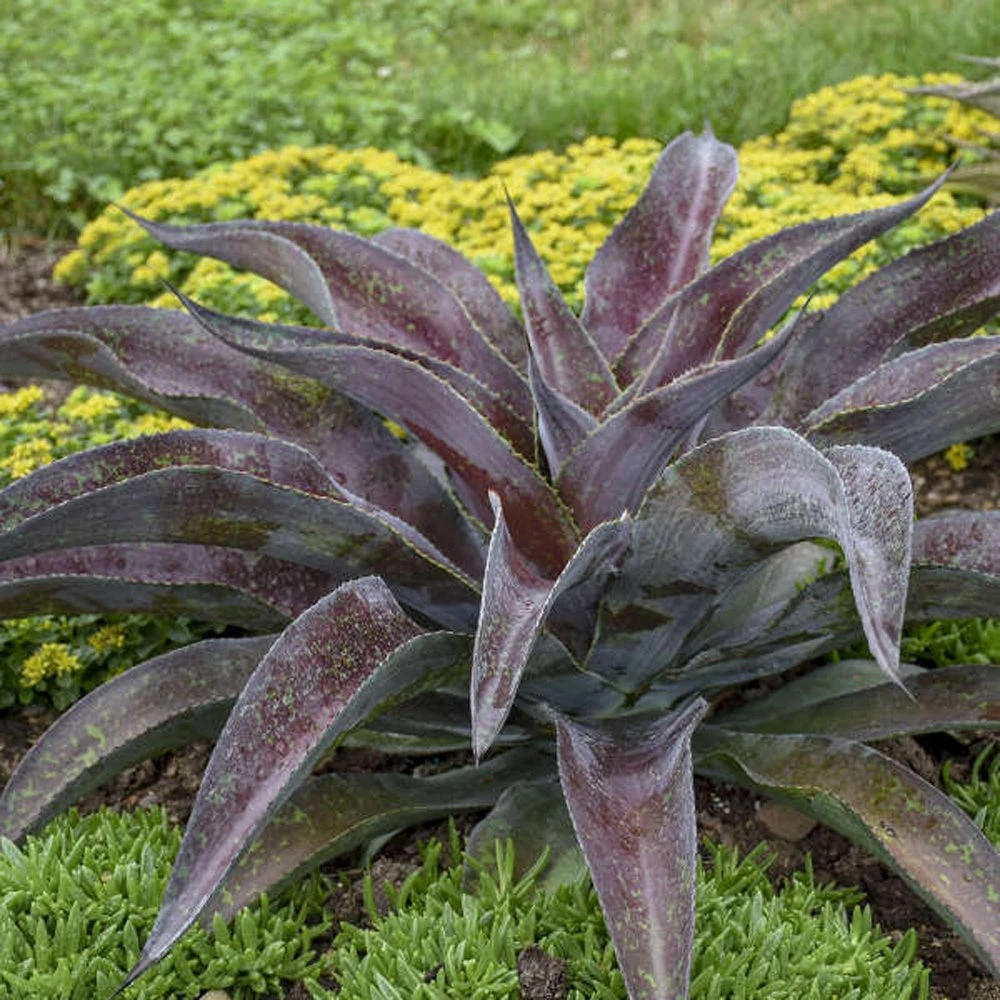 Mission To Mars Mangave 3 Mission To Mars Mangave