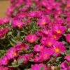 Mojave® Fuchsia Portulaca (Moss Rose) 2 Mojave® Fuchsia Portulaca (Moss Rose) -Annual Plants Popular Shop mojave fuchsia portulaca plant 233 detail