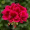 Mojo™ Cranberry Splash Zonal Geranium Plant 2 Mojo™ Cranberry Splash Zonal Geranium Plant -Annual Plants Popular Shop mojo cranberry splash zonal geranium plant 850 detail
