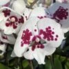 Mottled Plum Phalaenopsis Orchid -Annual Plants Popular Shop mottled plum phalaenopsis orchid plant 17 detail