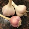 Music Garlic - 3 Bulb Pack -Annual Plants Popular Shop music garlic bulbs for sale 1007 detail