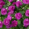 Musica™ Electric Purple Double Impatiens Plant 2 Musica™ Electric Purple Double Impatiens Plant -Annual Plants Popular Shop musica electric purple impatiens plant 40 detail