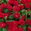 Musica™ Elegant Red Double Impatiens Plant -Annual Plants Popular Shop musica elegant red double impatiens plant 1502 detail
