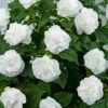 Musica™ Pure White Double Impatiens Plant 2 Musica™ Pure White Double Impatiens Plant -Annual Plants Popular Shop musica pure white double impatiens plant 2069 detail