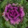 Nagoya Red Ornamental Kale -Annual Plants Popular Shop nagoya red ornamental kale 946 general 1688 detail