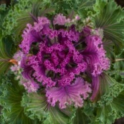 Nagoya Red Ornamental Kale