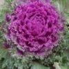 Nagoya Rose Ornamental Kale -Annual Plants Popular Shop nagoya rose ornamental kale plant 401 general 1713 detail