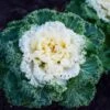Nagoya White Ornamental Kale