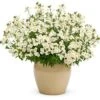 Sunsatia® Coconut Nemesia 1 Sunsatia® Coconut Nemesia -Annual Plants Popular Shop nemesia coconut surprise plant 1171 detail