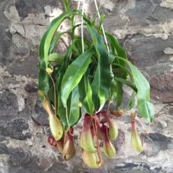Nepenthes Pitcher