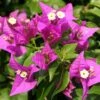 New River Bougainvillea Plant -Annual Plants Popular Shop new river bougainvillea plants 437 detail