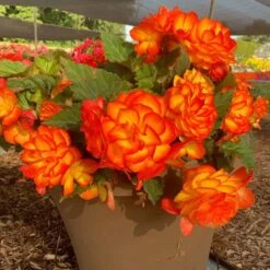 Nonstop® Fire Tuberous Begonia Plant