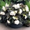 Nonstop® Joy Mocca White Tuberous Begonia Plant -Annual Plants Popular Shop nonstop joy mocca white begonia plant 1733 detail