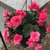 Nonstop® Mocca Pink Shades Tuberous Begonia Plant -Annual Plants Popular Shop nonstop mocca pink shades begonia plant 258 detail