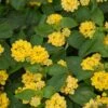 Nugget Lantana Plant -Annual Plants Popular Shop nugget lantana plant 1522 detail