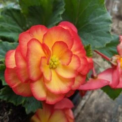 AmeriHybrid® On Top Sun Glow Tuberous Begonia Plant