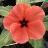 Quasar Orange Target Catharanthus -Annual Plants Popular Shop orangetargetvinceplant 1708 detail