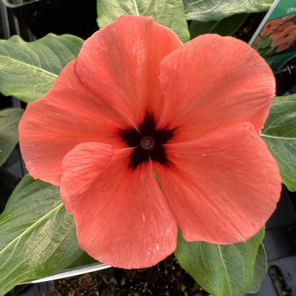 Quasar Orange Target Catharanthus 3 Quasar Orange Target Catharanthus
