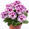 Aristo® Orchid Regal Geranium Plant 2 Aristo® Orchid Regal Geranium Plant -Annual Plants Popular Shop orchid aristo regal geranium plant 1959 detail