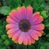Zion™ Copper Amethyst Osteospermum Plant -Annual Plants Popular Shop osteospermum zion copper amethyst plant 1058 detail