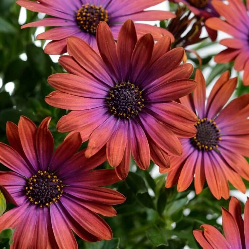 Ostica™ Bronze Osteospermum Plant 3 Ostica™ Bronze Osteospermum Plant