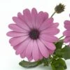 Ostica™ Pink Osteospermum Plant 2 Ostica™ Pink Osteospermum Plant -Annual Plants Popular Shop ostica pink osteospermum plant 169 detail
