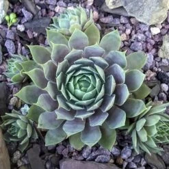 Pacific Blue Ice Sempervivum (Hens And Chicks)