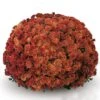 Belgian Mum® Padre Orange Plant
