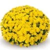 Belgian Mum® Padre Yellow Plant -Annual Plants Popular Shop padre yellow belgian mum plant 1210 detail