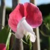 Painted Lady Sweet Pea Flowers 1 Painted Lady Sweet Pea Flowers -Annual Plants Popular Shop painted lady sweet peas flowers 1353 detail