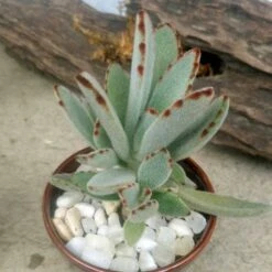 Panda Plant Kalanchoe (Flaming Katy)