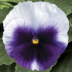 Delta™ Premium Beaconsfield Pansy