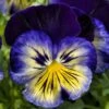 Delta™ Premium Blue Morpho Pansy 2 Delta™ Premium Blue Morpho Pansy -Annual Plants Popular Shop pansy delta premium blue morpho plant 1343 detail