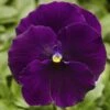 Delta™ Premium Pure Violet Pansy -Annual Plants Popular Shop pansy delta premium pure violet plant 1770 detail