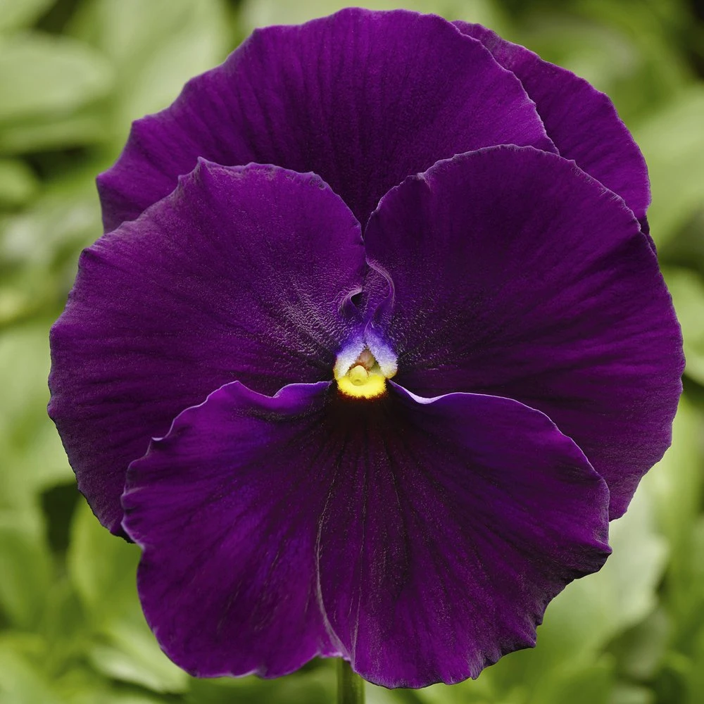 Delta™ Premium Pure Violet Pansy 3 Delta™ Premium Pure Violet Pansy