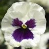 Delta™ Premium White Blotch Pansy -Annual Plants Popular Shop pansy delta premium white blotch plant 881 detail
