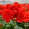 Patriot™ Bright Red Zonal Geranium Plant 1 Patriot™ Bright Red Zonal Geranium Plant -Annual Plants Popular Shop patriot bright red zonal geranium plant 1447 detail