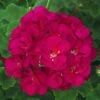 Patriot™ Bright Violet Zonal Geranium Plant -Annual Plants Popular Shop patriot bright violet geranium plant 222 detail